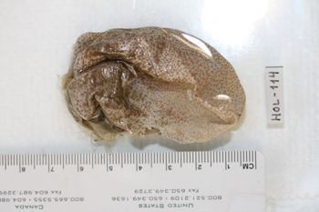 Media type: image;   Invertebrate Zoology HOL-114 Description: Preserved specimen.;